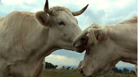 Bovines - lechage © Bathysphere