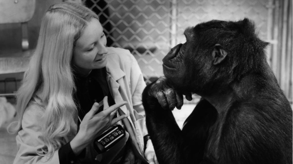 Koko le gorille qui parle