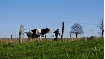 Les Vaches n'auront plus de nom [version audiodécrite] | Hubert Charuel (Réalisateur)