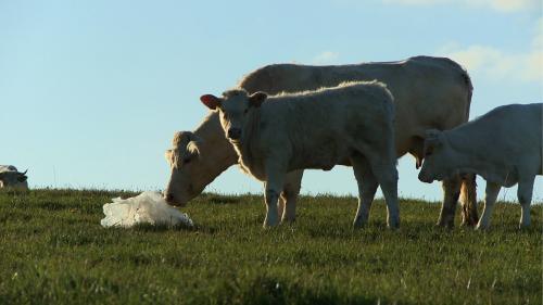 Bovines sac © Bathysphere
