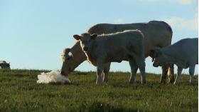 Bovines sac © Bathysphere
